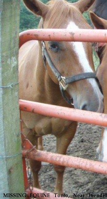 MISSING EQUINE Tonto, Near Wendell, NC, 27591